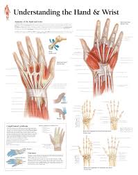 Understanding The Hand Wrist Chart