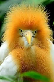 Bird With Big Colorful Beak Stuck In The 80 S Having A Big Hair Day Beautiful Birds Colorful Birds Bird