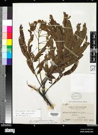 Image result for Psammotropha myriantha