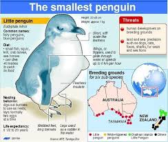 Their lifespan is about 6.5 years in the wild but can live up to 25 years in captivity. Dog Attack Kills 27 Penguins At Australia S Cat Bay