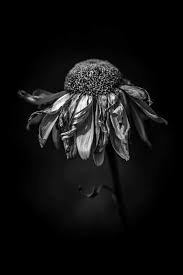 Black And White Flower Photography Black And White Photography Decay Art Flower Art Dying Flowers