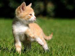 Somit werden die heimatlosen katzen, die sich in. Ab Wann Katze Kastrieren Lassen Das Richtige Alter