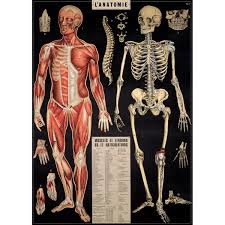 The bartleby.com edition of gray's anatomy of the human body features 1,247 vibrant engravings—many in color—from the classic 1918 publication, as well as a subject index with 13,000. French Human Anatomy Chart Vintage Style Poster At Retro Planet