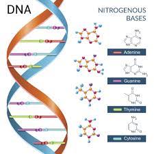 Please suggest how i can recheck rna which has been generated using the ribomax™. Dna Explained Structure And Function