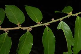 Image result for Casearia gladiiformis