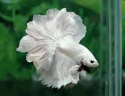 White Rose Tail Beta Fish Betta Fish Tank Pretty Fish Siamese Fighting Fish