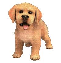 Check spelling or type a new query. Transparent Dog Gifs Get The Best Gif On Gifer