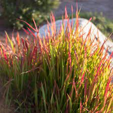 Pin On Backyard And Garden