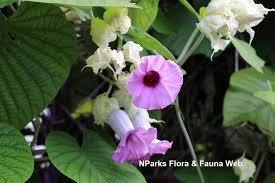 Image result for Argyreia