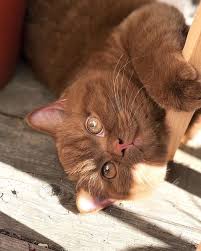 Joshua Caleb On Twitter In 2020 Pretty Cats Cats Cute Cats And Kittens