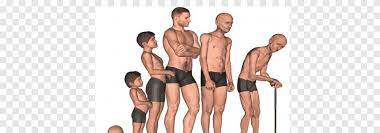 Maybe you would like to learn more about one of these? Muscle Atrophy Sarcopenia Catabolism Adipose Tissue Senior Workout Human Cell Png Pngegg
