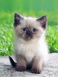 Say Hello To Munch Kittens Cutest Baby Cats Cute Baby Cats