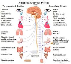 Autonomic Nervous System Sympathetic Vs Parasympathetic Nervous System Function Peripheral Nervous System Nervous System Anatomy