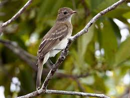 Image result for Coelorachis lepidura