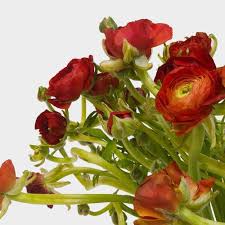 Ranunculus Bulk Flowers Blooms By The Box
