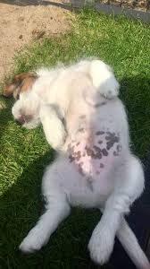 Find out if i won or not. Pin By Jayne Holubowsky On Jack Russells Jack Russell Jack Russell Puppies Jack Russell Dogs