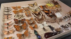 El coleccionista de insectos y su teoría de la evolución - AcercaCiencia