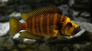 Image result for Mystacidium tanganyikense