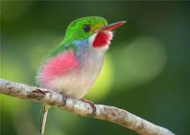 Cuba S Smallest Bird The Bee Hummingbird Paperblog Pet Birds Beautiful Birds Bee Hummingbird