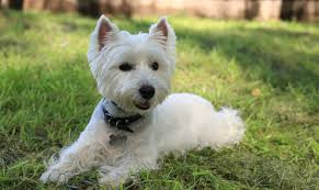 La razione giornaliera va suddivisa nel numero di pasti previsto. West Highland White Terrier Descrizione Della Razza Alimentazione E Mantenimento Cura Di Un Piccolo Cane
