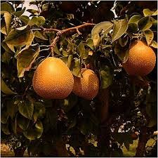 Image result for Pyrus pyrifolia