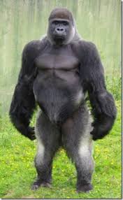 「ゴリラ」の画像検索結果