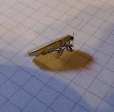 Motten Oder Falter In Der Wohnung Tiere Tierwelt Green24 Hilfe Pflege Bilder