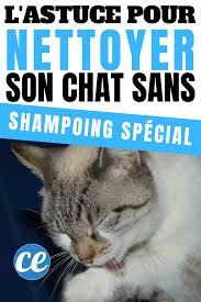 Epingle Sur Astuces Pour Chiens Chats