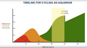 How To Cycle A Saltwater Tank Tips To Help You Succeed With Your New Aquarium Marine Depot Blog