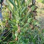 Image result for Bonatea steudneri