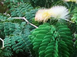 Image result for Albizia schimperiana
