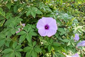 Image result for Ipomoea coptica