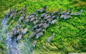 Mac Os X Retina Zebras Hd Desktop Wallpaper High Definition Zebra Wallpaper Steve Bloom Animal Wallpaper
