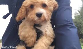Cockapoo puppies for sale at canine corral the #1 place on long island to buy your new puppy! Adorable Cockapoo Puppy Archie Pedals The Air As He S Taken On His First Bicycle Ride Daily Mail Online