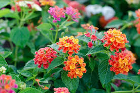 Lantana In 2020 Drought Tolerant Plants Plants Lantana Flower