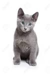 Russian Blue Kittens for Sale - Adoptapet