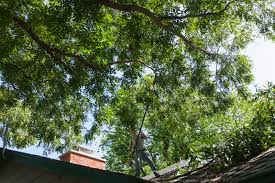 We offer wide range of services including: Tree Trimming Tree Removal Service Wichita Ks