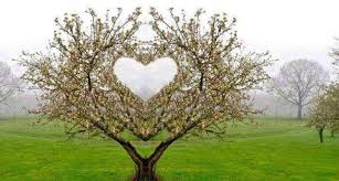 Corazones En La Naturaleza Heart And Nature Corazones Corazones De Amor Fotos