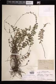 Image result for Adiantum incisum