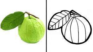 We did not find results for: Cara Menggambar Jambu Biji Untuk Anak How To Draw Guava Easily For Beginners Youtube