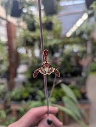 Image result for Oeceoclades decaryana