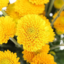Pin On Fleur