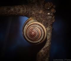 A lança simboliza halone, a fúria, cujo domínio foi esculpido a partir dos raios de luar congelados de menphina, o amante. Lismore Pt A Ns Au Inaturalist