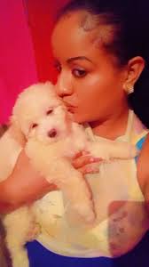 Small breed dogs Belize