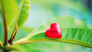 Show your love with the best romantic quotes for her. Cute I Love You Pictures For Lovers Cute Love Wallpapers Love Wallpaper Love Wallpaper For Mobile