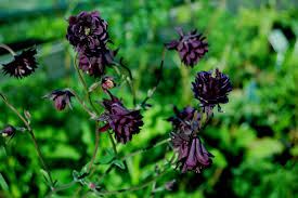 Dig over the soil, adding in leaf mould or garden compost, to improve drainage. Aquilegia Black Barlow Seed