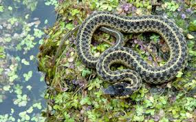 The common garter snake (thamnophis sirtalis) is a species of natricine snake, which is indigenous to north america and found widely across the continent. Maryland Snakes Order Squamata