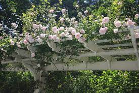 The 'new dawn' roses that we have in our gardens are at least 60 years old. Roses On The Pergola In Abundance American Traditional Garden New York By Conte Conte Llc Houzz