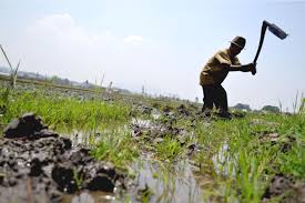 Ancaman Perubahan Iklim Dan Transformasi Sosial Ekonomi Petani Mongabay Co Id