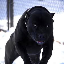 Psbattle A Black Pitbull In The Snow Photoshopbattles Pitbulls Dogs Dangerous Dogs